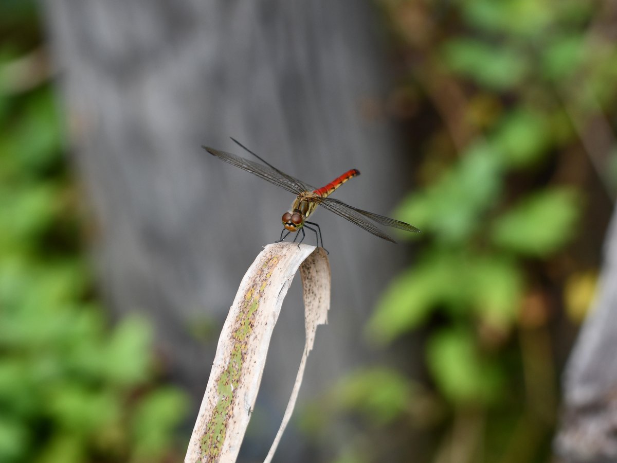 #82:
          Akiakane Dragonfly, Oze National Park.
          f/ at mm - Shutter Speed: - ISO: